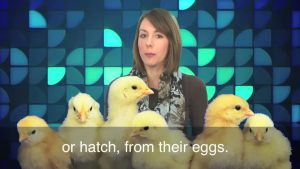 آموزش انگلیسی در 1 دقیقه - Don't Count Your Chickens Before They Hatch